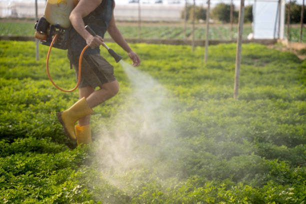 Best Affordable Pest Control Services  in Eggertsville, NY