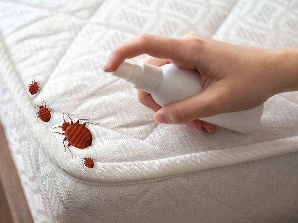 Best Bed Bug Extermination  in Eggertsville, NY